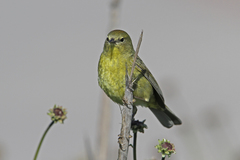 Leiothlypis celata lutescens