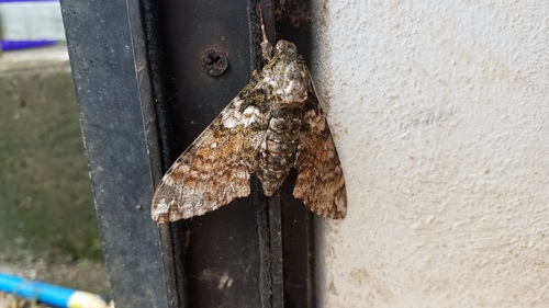 Manduca schausi