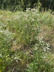 Eupatorium serotinum