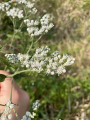 Eupatorium serotinum