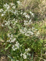 Eupatorium serotinum