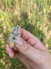 Eupatorium serotinum