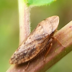 Aphrodinae