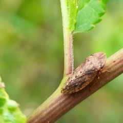 Aphrodinae