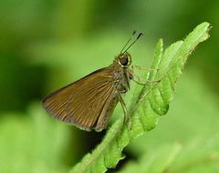 Corticea lysias potex