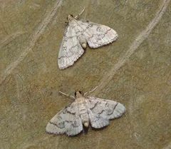 Metasia ophialis
