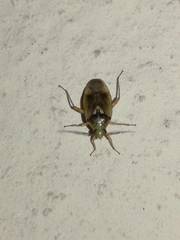 Orthops