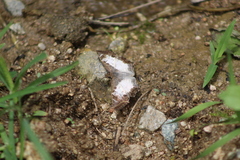 Antigonus emorsa