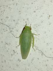 Gyponana mali