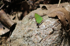 Cyanophrys miserabilis