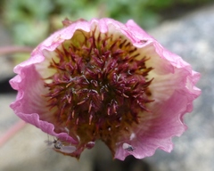 Ranunculus glacialis