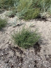 Atriplex littoralis