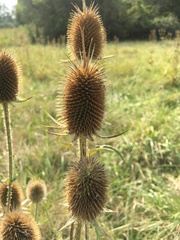 Dipsacus laciniatus