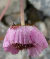 Ranunculus glacialis