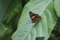 Asterocampa idyja argus
