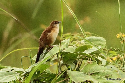 Fan-tailed Grassbird