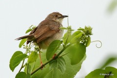 Cisticola woosnami