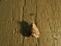 Hypsoropha hormos
