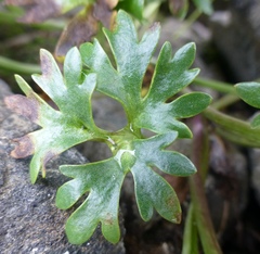 Ranunculus glacialis