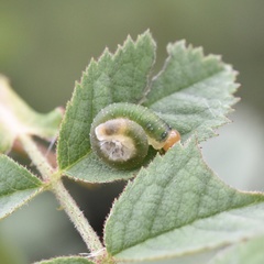 Allantus rufocinctus