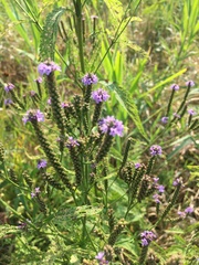 Verbena hastata