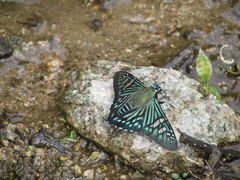 Phocides urania urania
