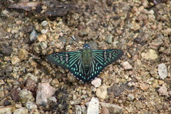 Phocides urania urania