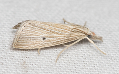 Eoreuma densellus