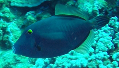 Cantherhines dumerilii