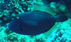 Cantherhines dumerilii