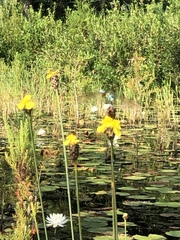 Xyris fimbriata