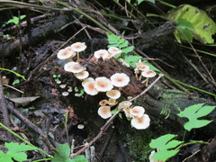Ripartitella brasiliensis