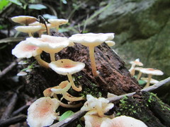 Ripartitella brasiliensis