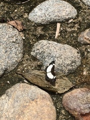 Janatella leucodesma