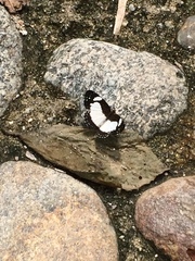 Janatella leucodesma