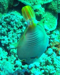 Cantherhines dumerilii