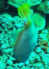 Cantherhines dumerilii