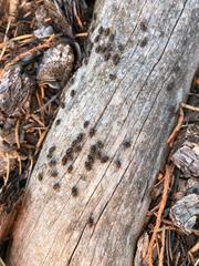 Cerastipsocus trifasciatus