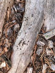 Cerastipsocus trifasciatus