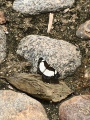 Janatella leucodesma