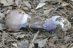 Cortinarius splendidus
