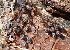 Cypherotylus californicus