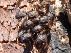 Cypherotylus californicus