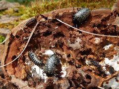 Cypherotylus californicus