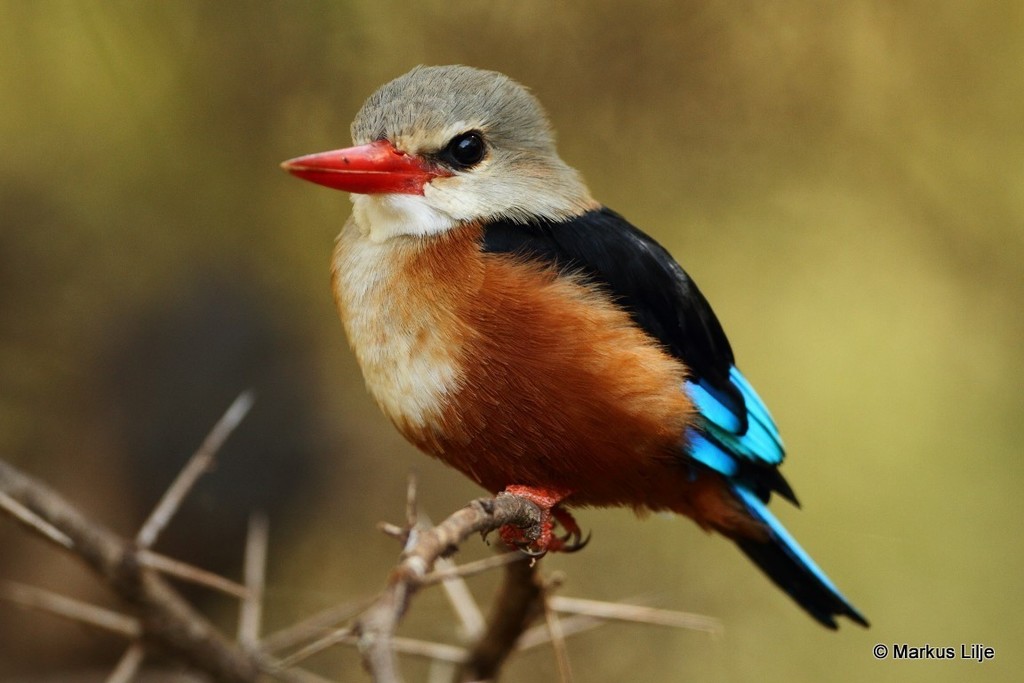 Gray-headed Kingfisher photo