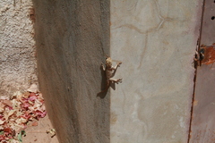 Agama agama