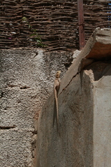 Agama agama