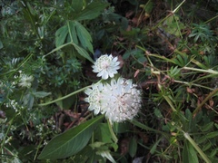 Astrantia