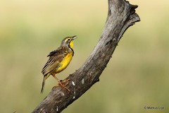 Macronyx croceus