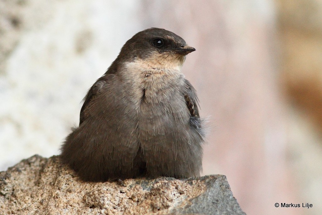 Red-throated Crag-Martin (Ptyonoprogne rufigula) photo